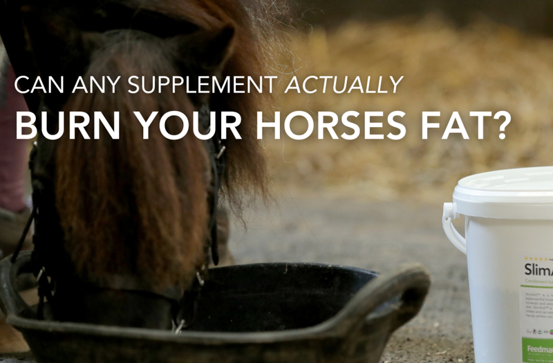Can a Supplement Get Rid Your Horses Fat? | Equine Science Matters™